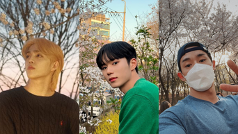 male kpop idols cherry blossoms cover image
